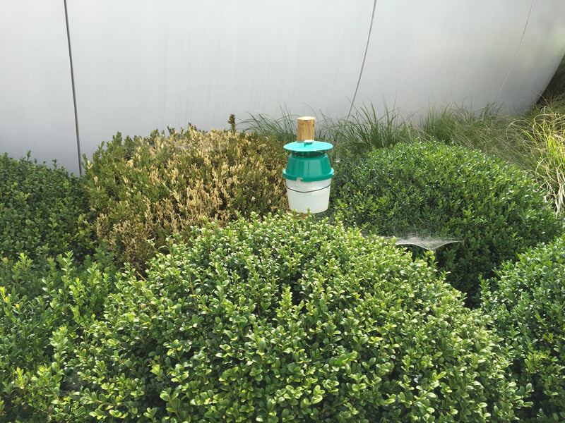 Pièges-et-phéromones Demain Verte