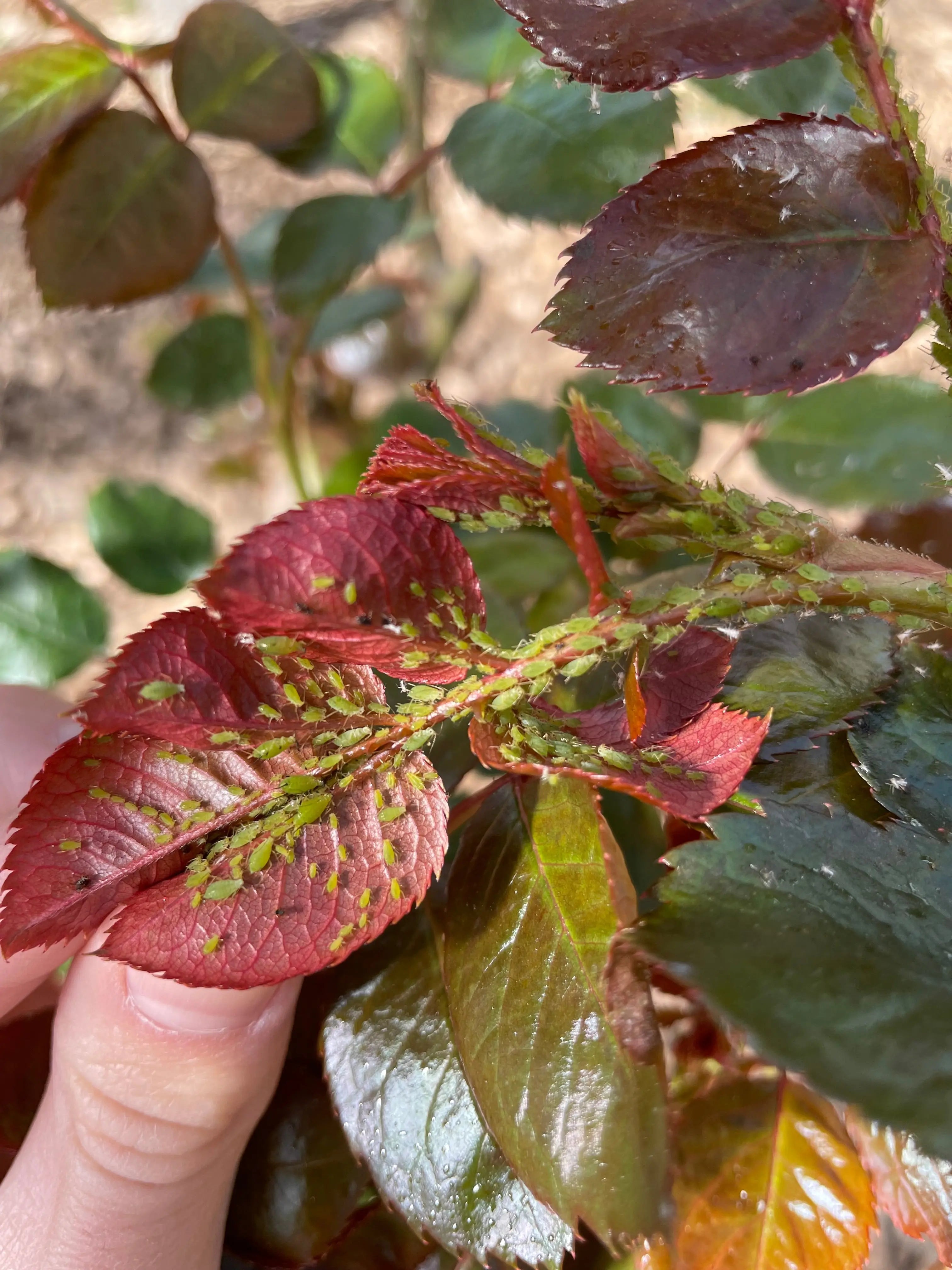 Contre-les-insectes Demain Verte