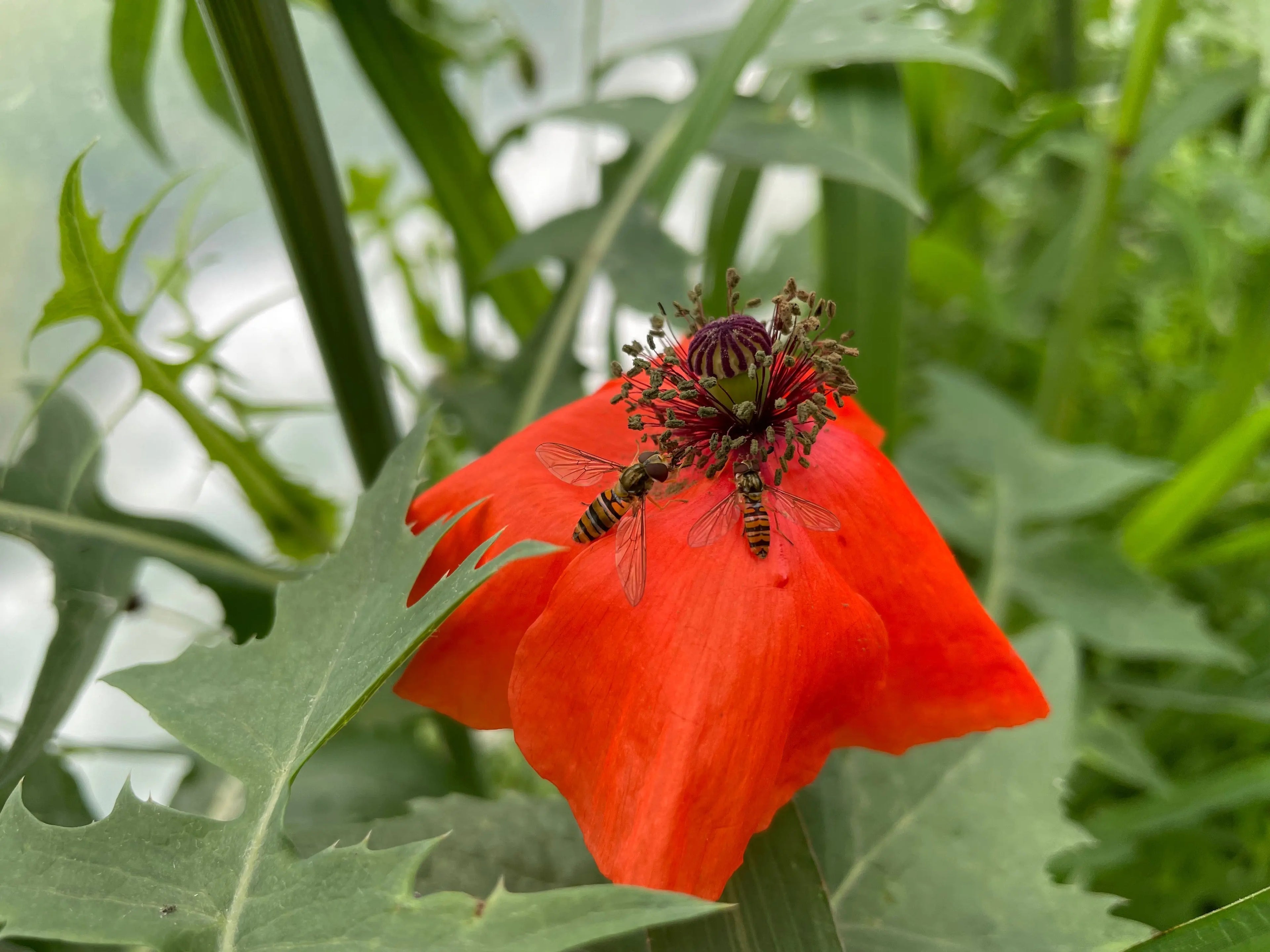 Améliorer-la-biodiversité Demain Verte