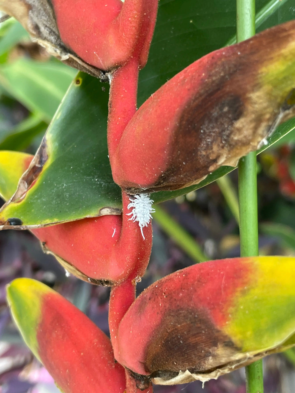 Coccinelle - spéciale cochenille - 100 individus Demain Verte