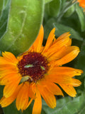 Macrolophus - Spécial potager - Anti mouches blanches - 500 individus Demain Verte