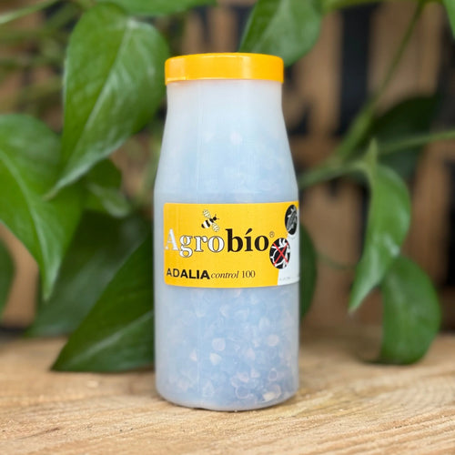 Coccinelles - Anti pucerons - 100 larves Demain Verte