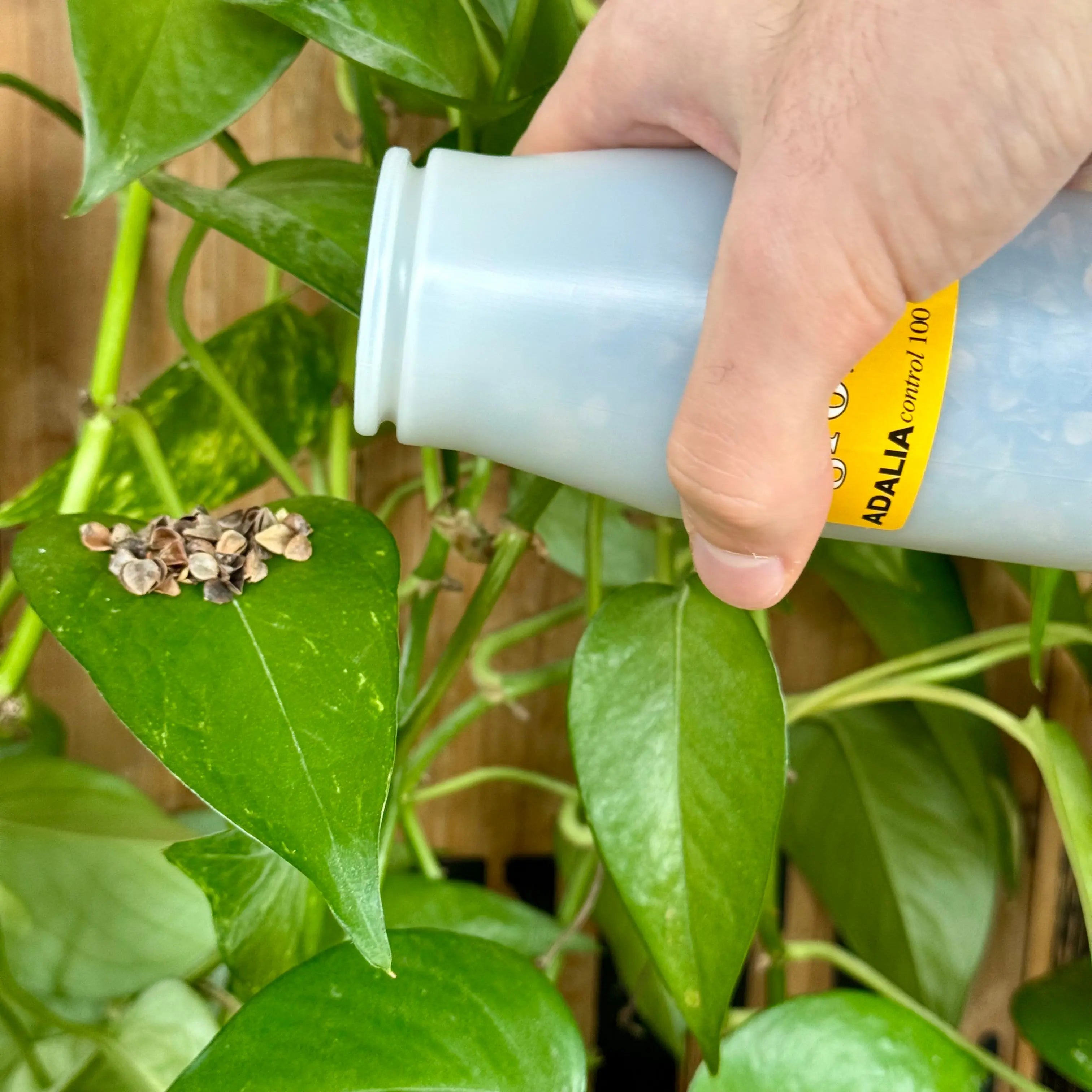 Coccinelles - Anti pucerons - 100 larves Demain Verte