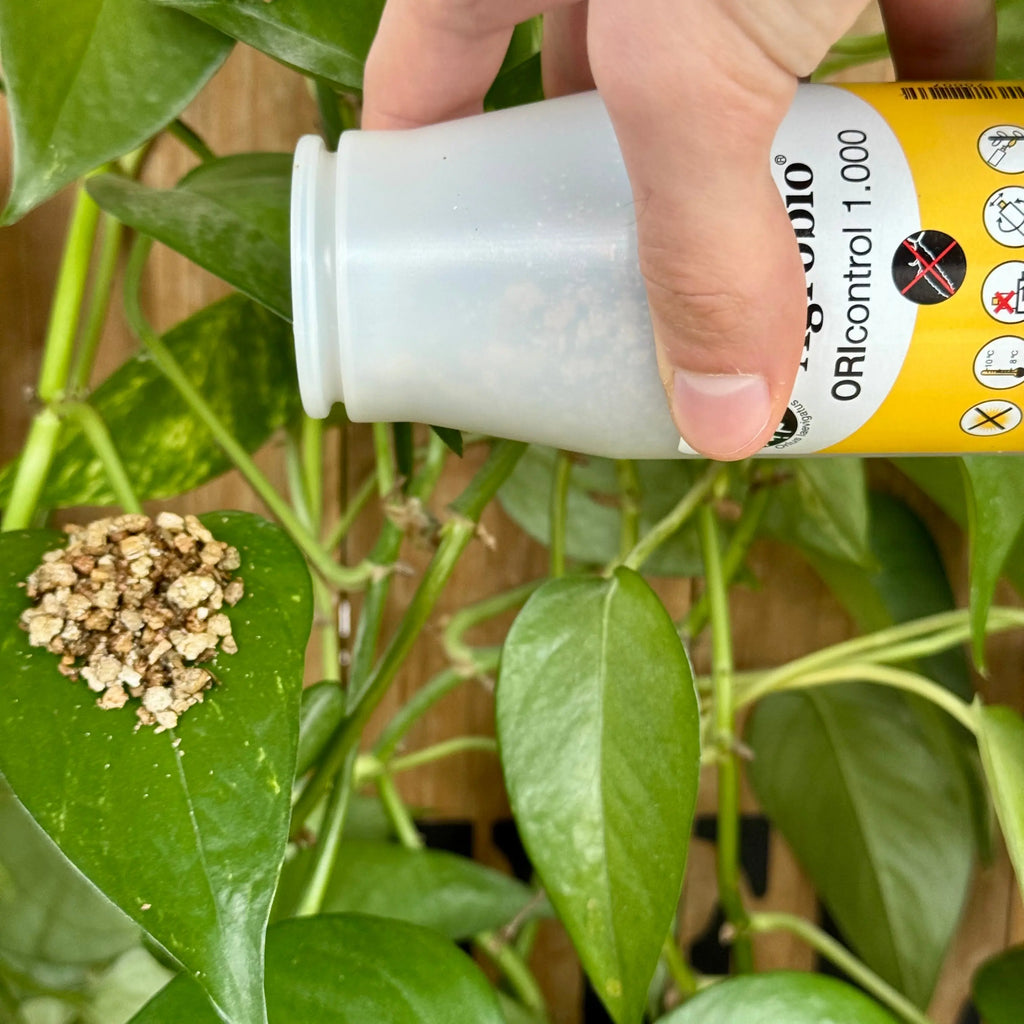 Orius - Anti thrips - 1 000 adultes Demain Verte