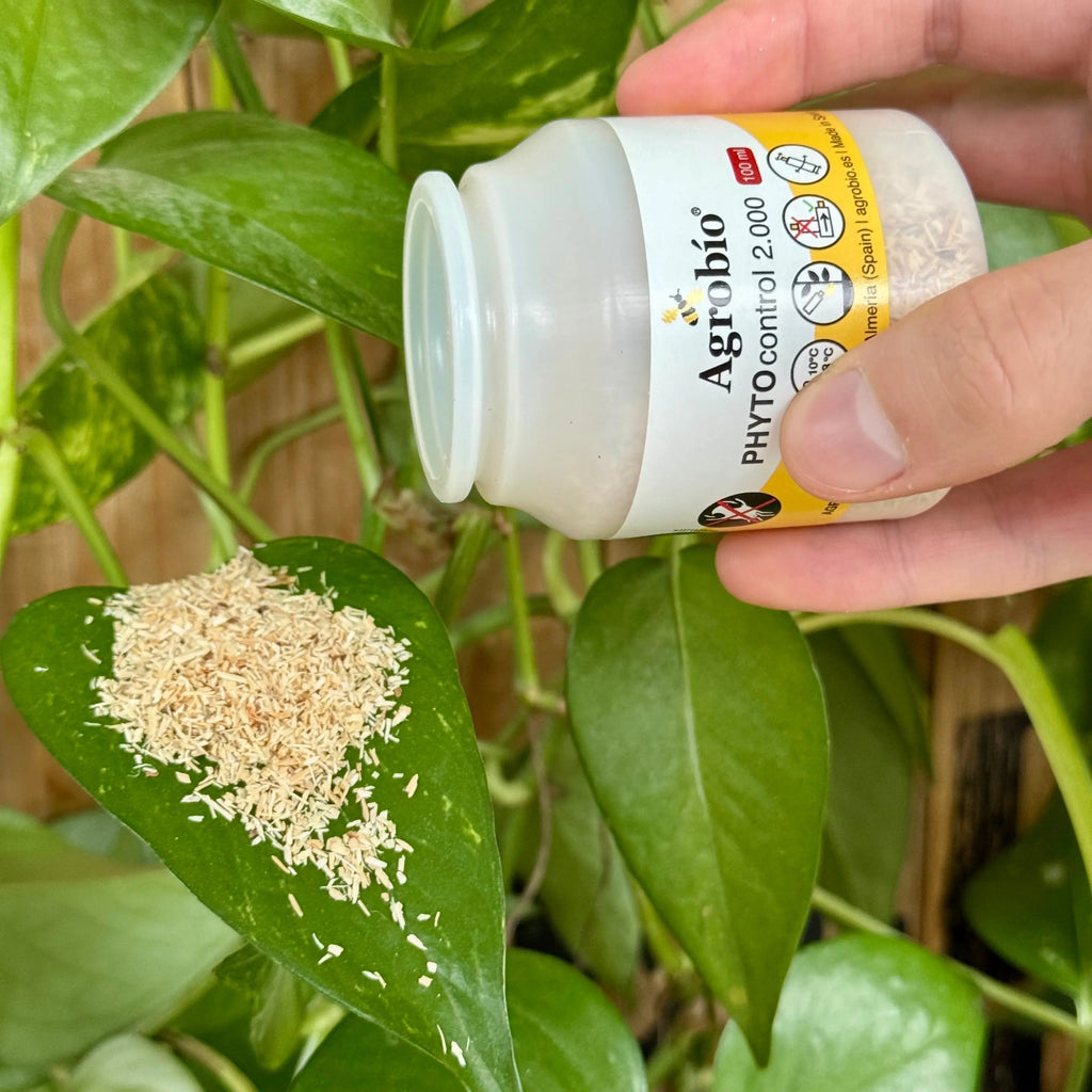 Phytoseiulus - Anti acariens - 2 000 individus Demain Verte