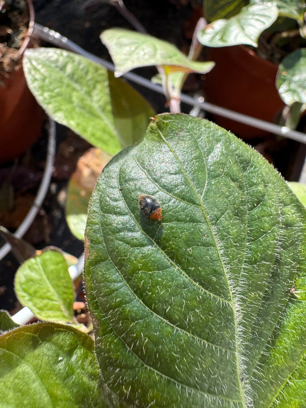 Coccinelle - spéciale cochenille - 100 individus Demain Verte
