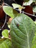 Coccinelle - spéciale cochenille - 100 individus Demain Verte