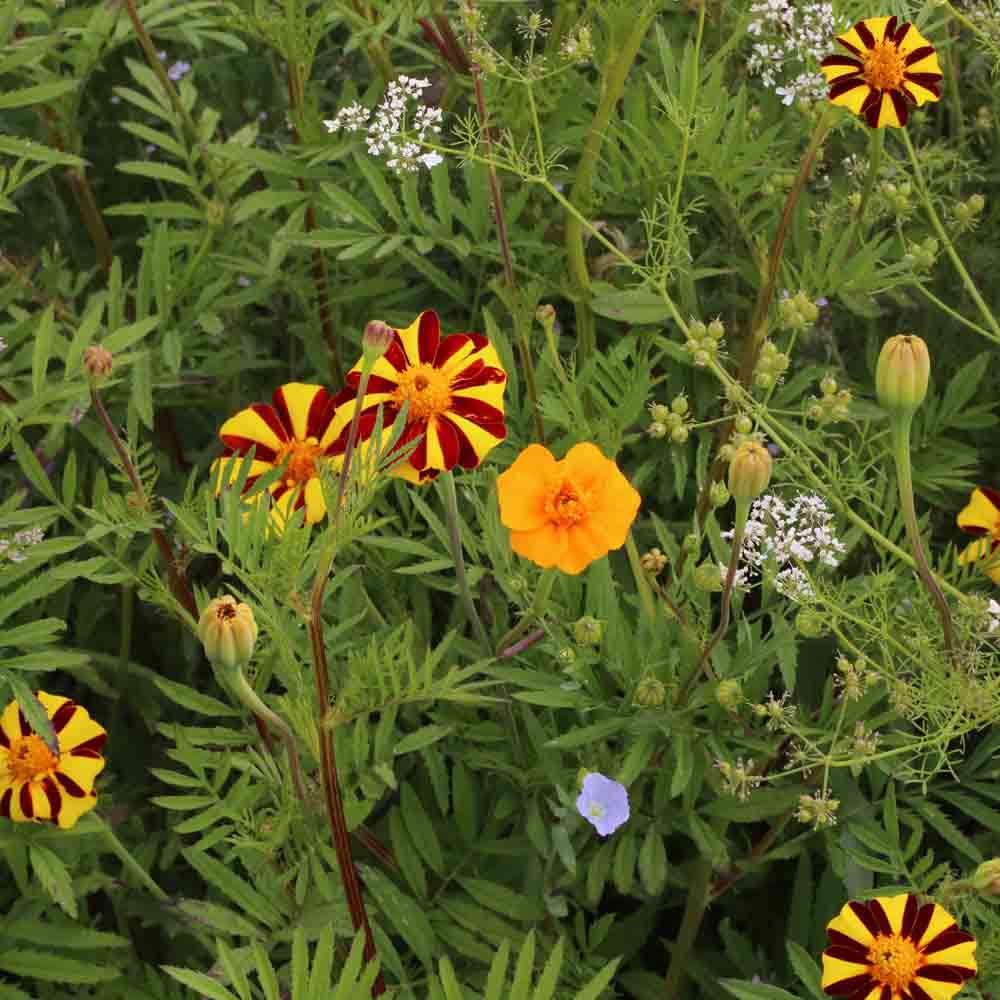 Mélange fleuri - Anti-Doryphore - 25g Demain Verte