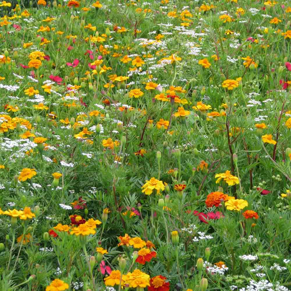 Mélange fleuri - Anti-Pucerons - 25g Demain Verte