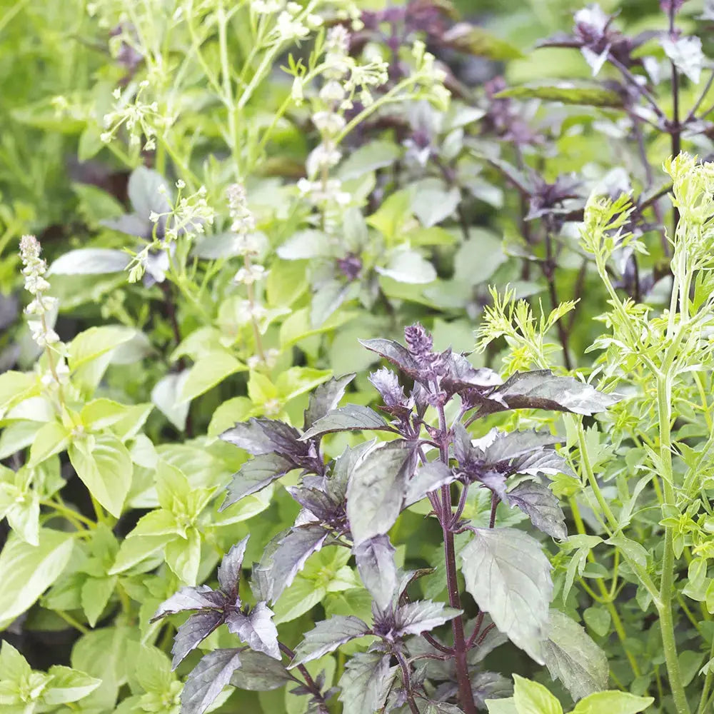 Mélange fleuri - Anti-Moustique - 25g Demain Verte
