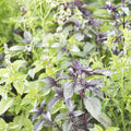 Mélange fleuri - Anti-Moustique - 25g Demain Verte