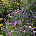 Mélange fleuri - Pied de mur - 25g Demain Verte