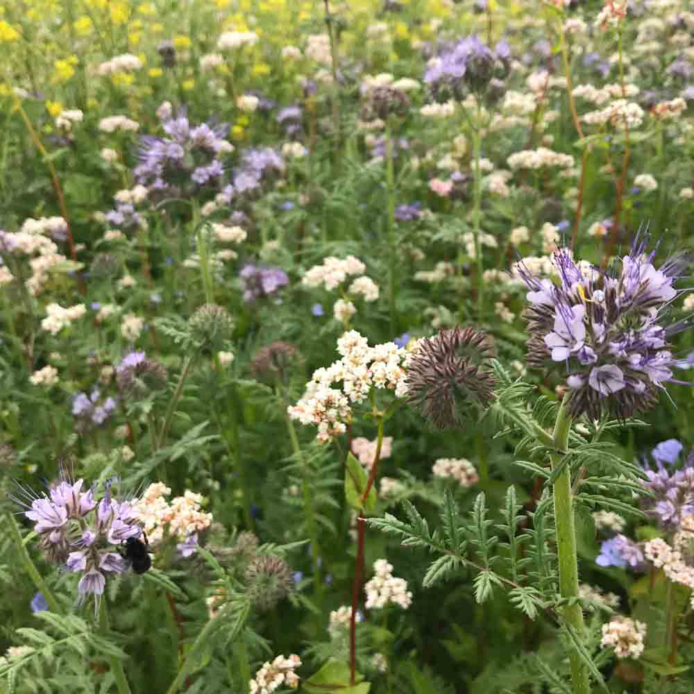 Mélange maraicher - Améliorant du sol - 150g Demain Verte