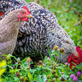 Mélange prairie pour les poules - 100g Demain Verte